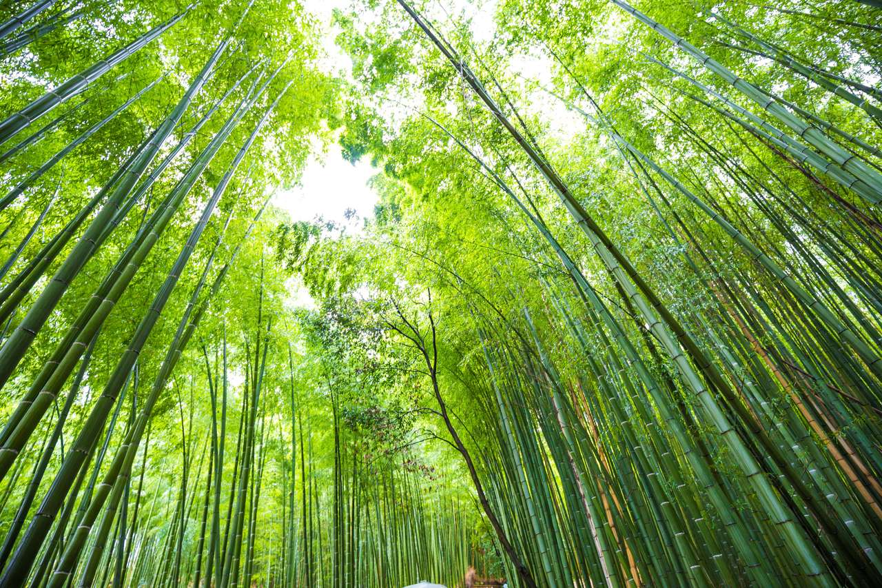 Floresta de bambu verde em Arashiyama Kyoto quebra-cabeças online