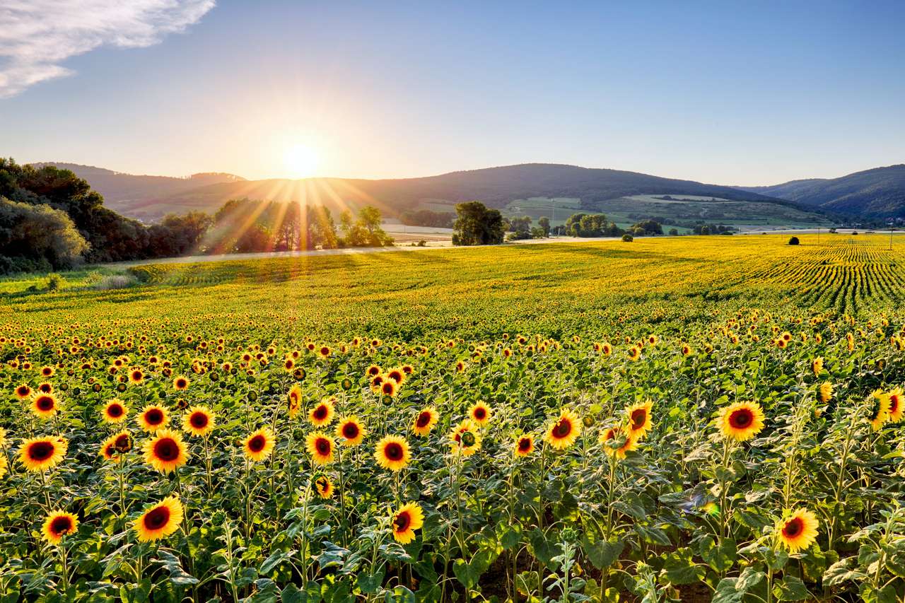 Sonnenblumenfeld bei Sonnenuntergang Puzzlespiel online