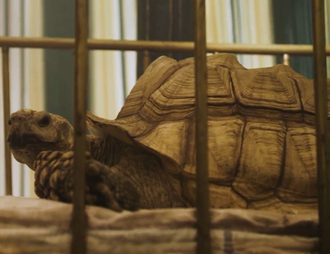 Schildkröte in einem Käfig Online-Puzzle