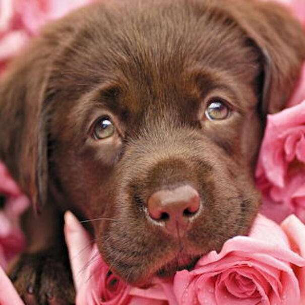 Mooie puppy met een droevige blik legpuzzel online