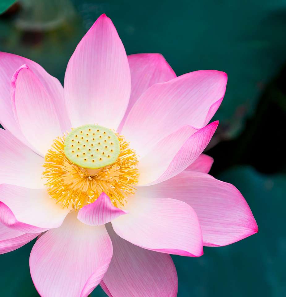 λουλούδι λωτού που ανθίζει στην καλοκαιρινή λίμνη παζλ online
