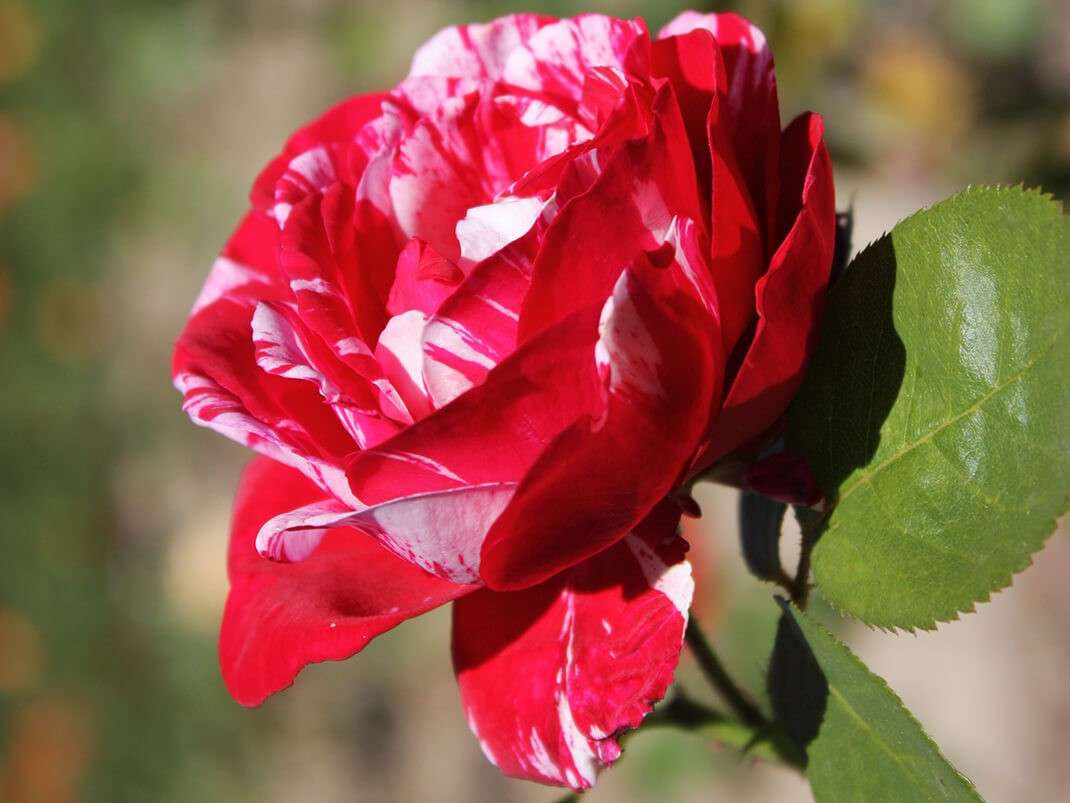 Dvoubarevná růže online puzzle