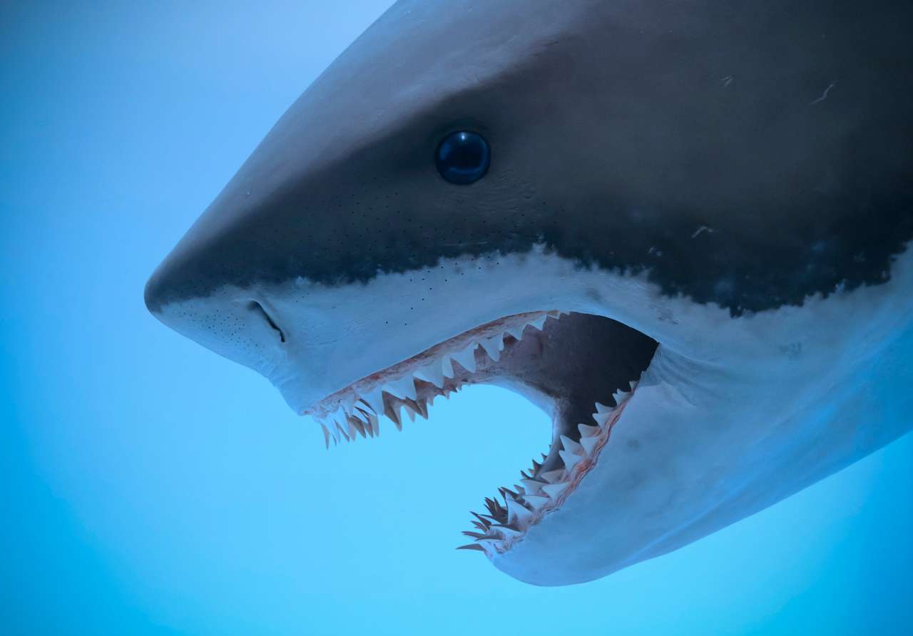 Grande tubarão branco quebra-cabeças online