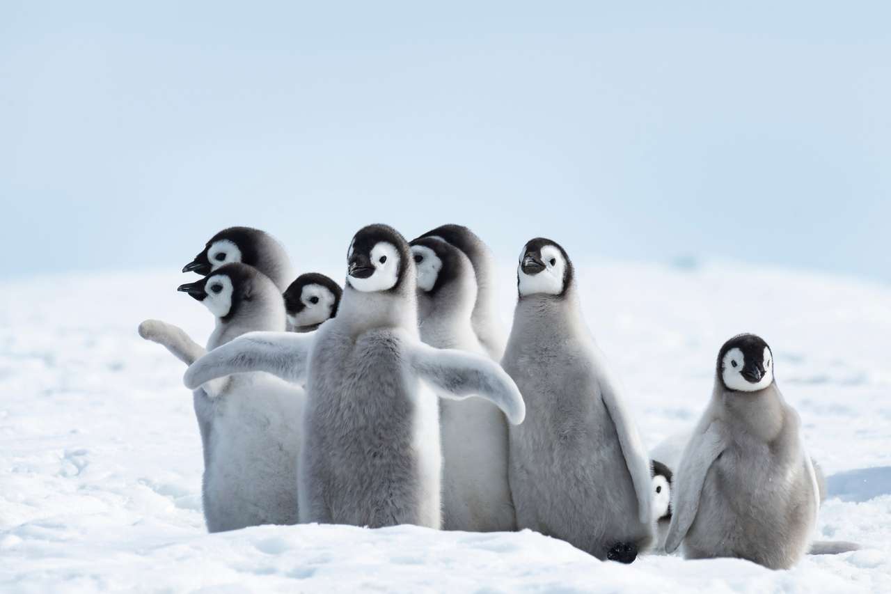 Polluelos de pingüinos emperador en Snow Hill Antártida rompecabezas en línea
