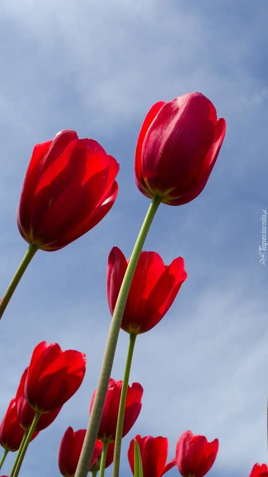 Tulipanes rojos rompecabezas en línea
