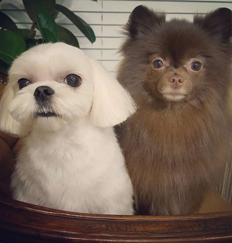 dalgom en kuma (de honden van Jisoo en Jennie) legpuzzel online