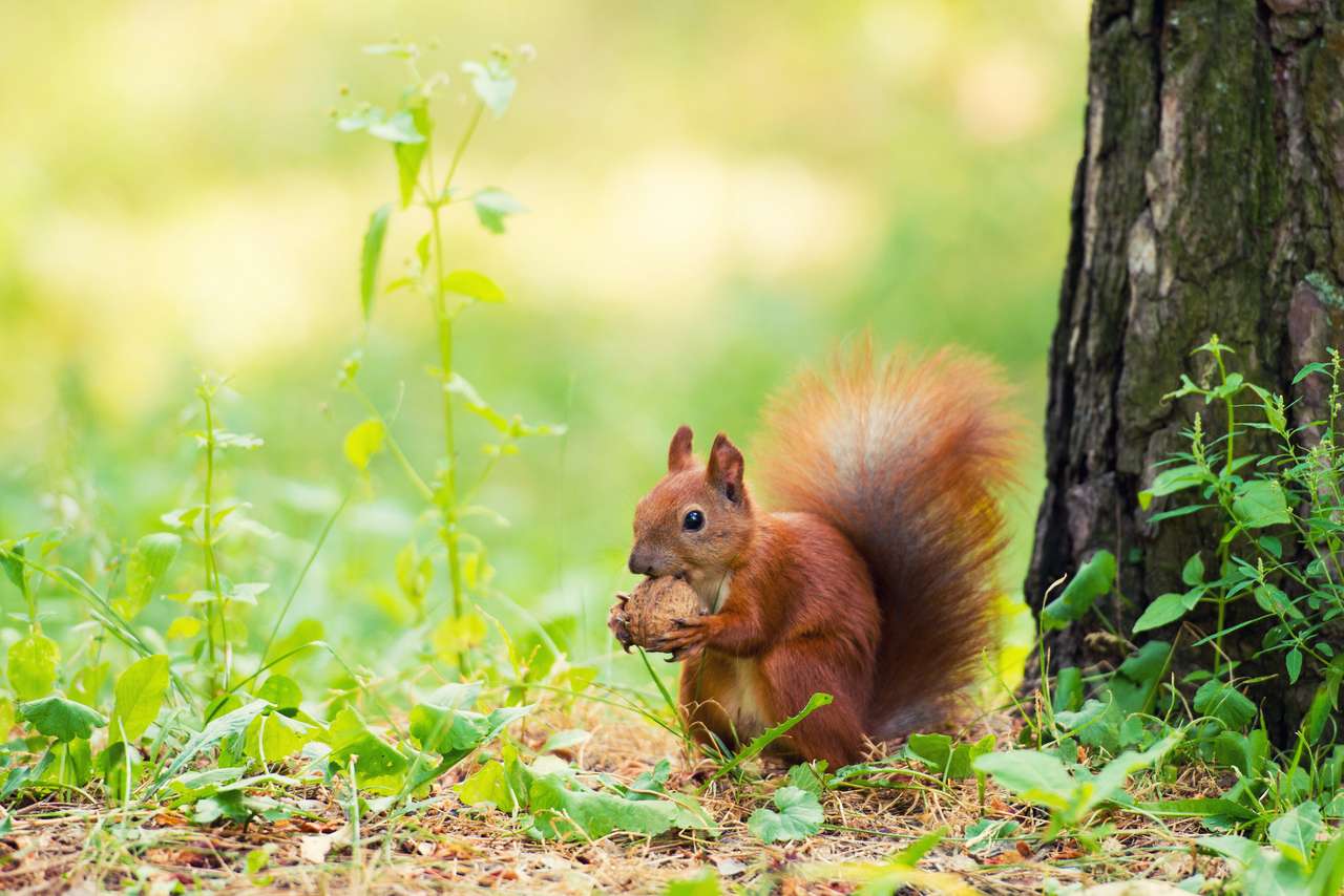 Ένας κόκκινος σκίουρος στέκεται κοντά σε ένα δέντρο με ένα καρύδι. παζλ online
