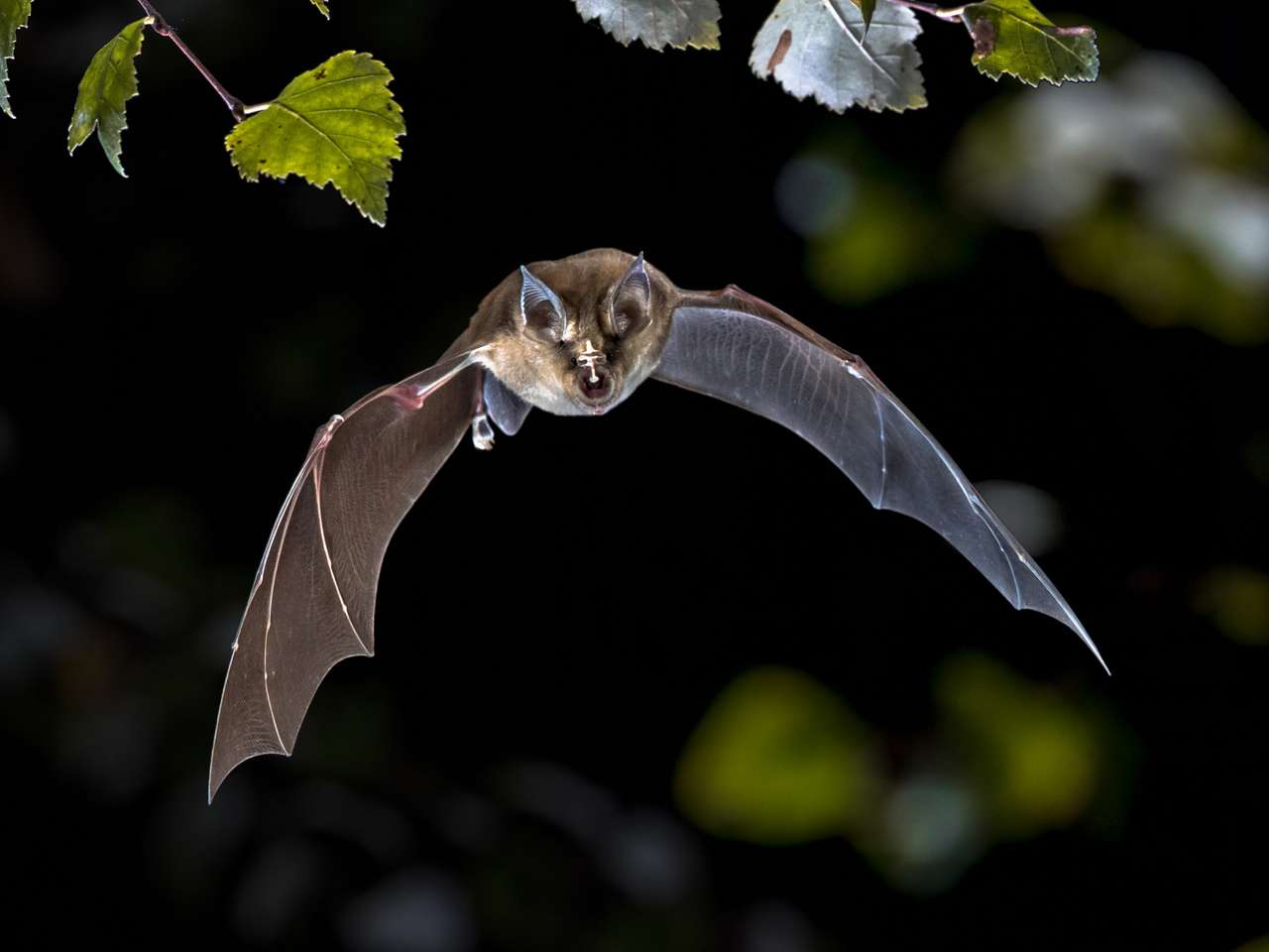 Létající netopýr loví v lese online puzzle