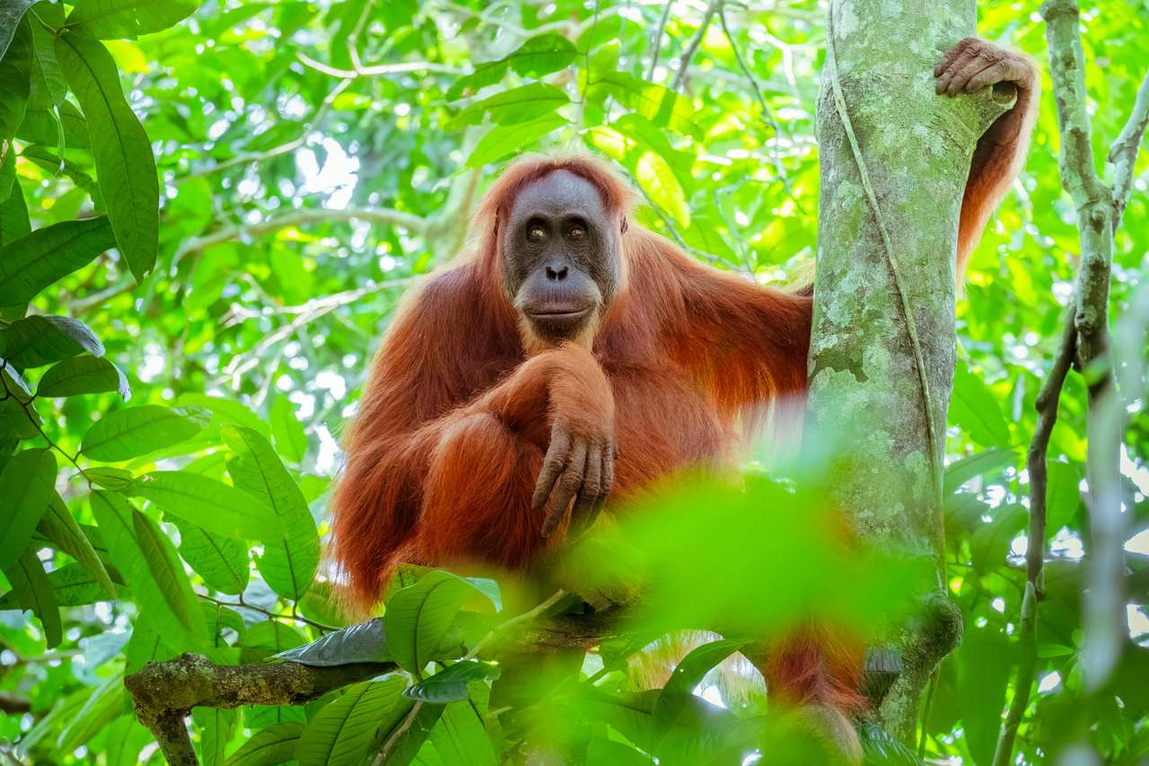 orangotango fêmea quebra-cabeças online