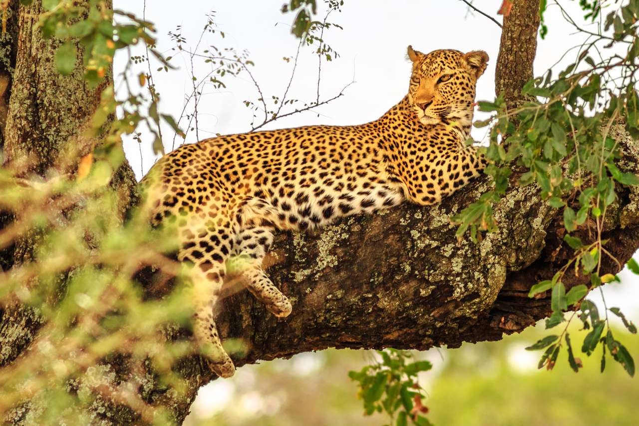 Afrikansk leopardart Panthera Pardus pussel på nätet