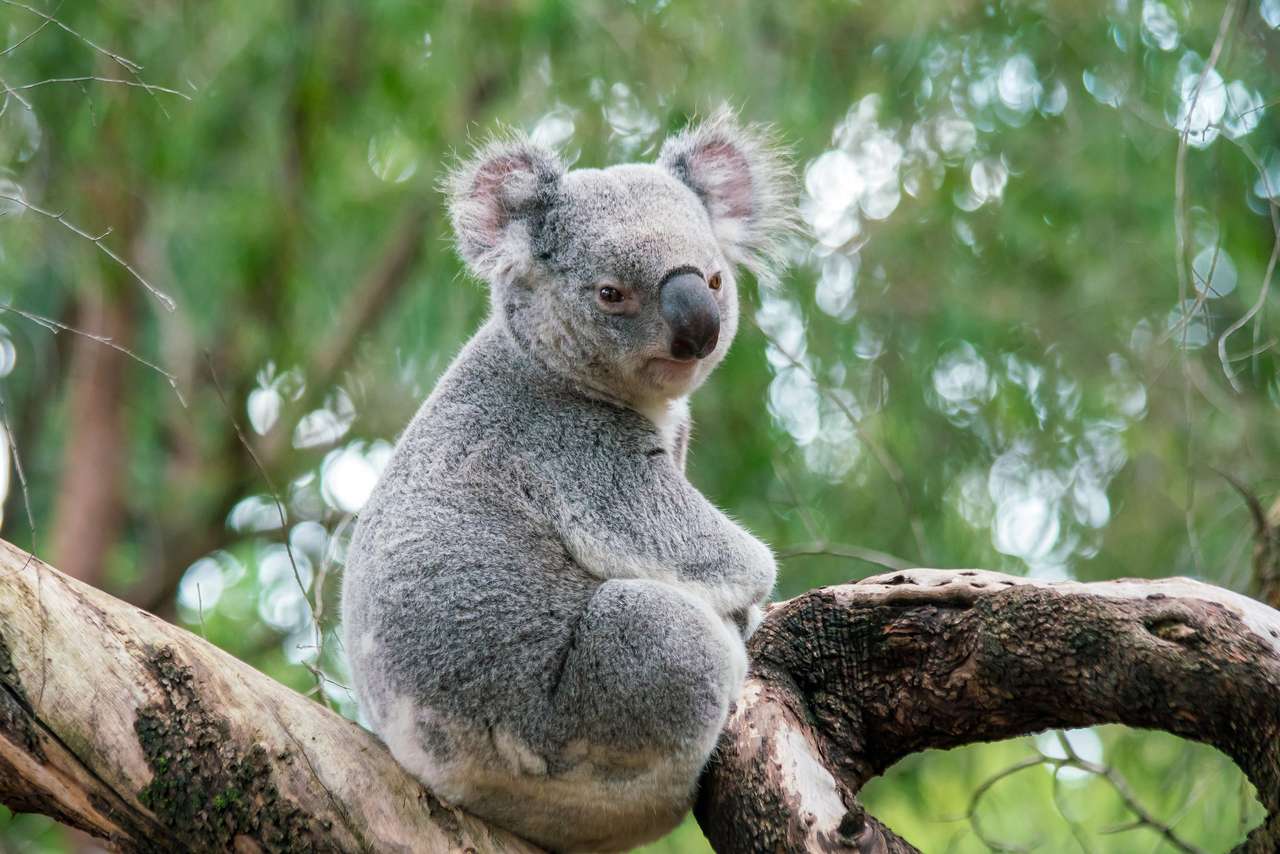 Koala kopplar av i ett träd i Perth, Australien. pussel på nätet