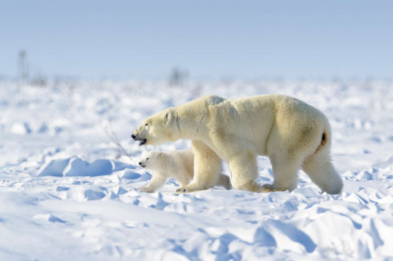 Mamă de urs polar cu pui nou-născut puzzle online
