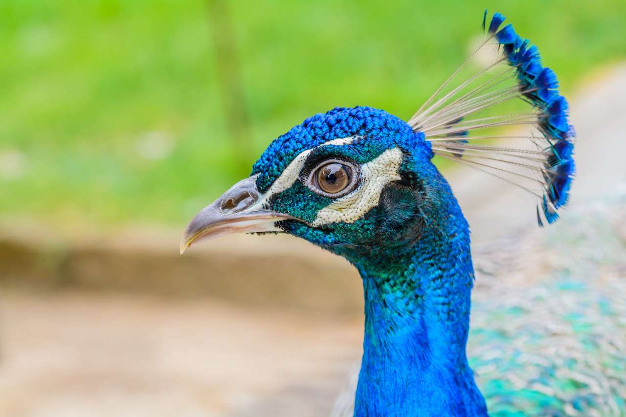 Ljust huvud av påfågel med blå fjädrar pussel på nätet