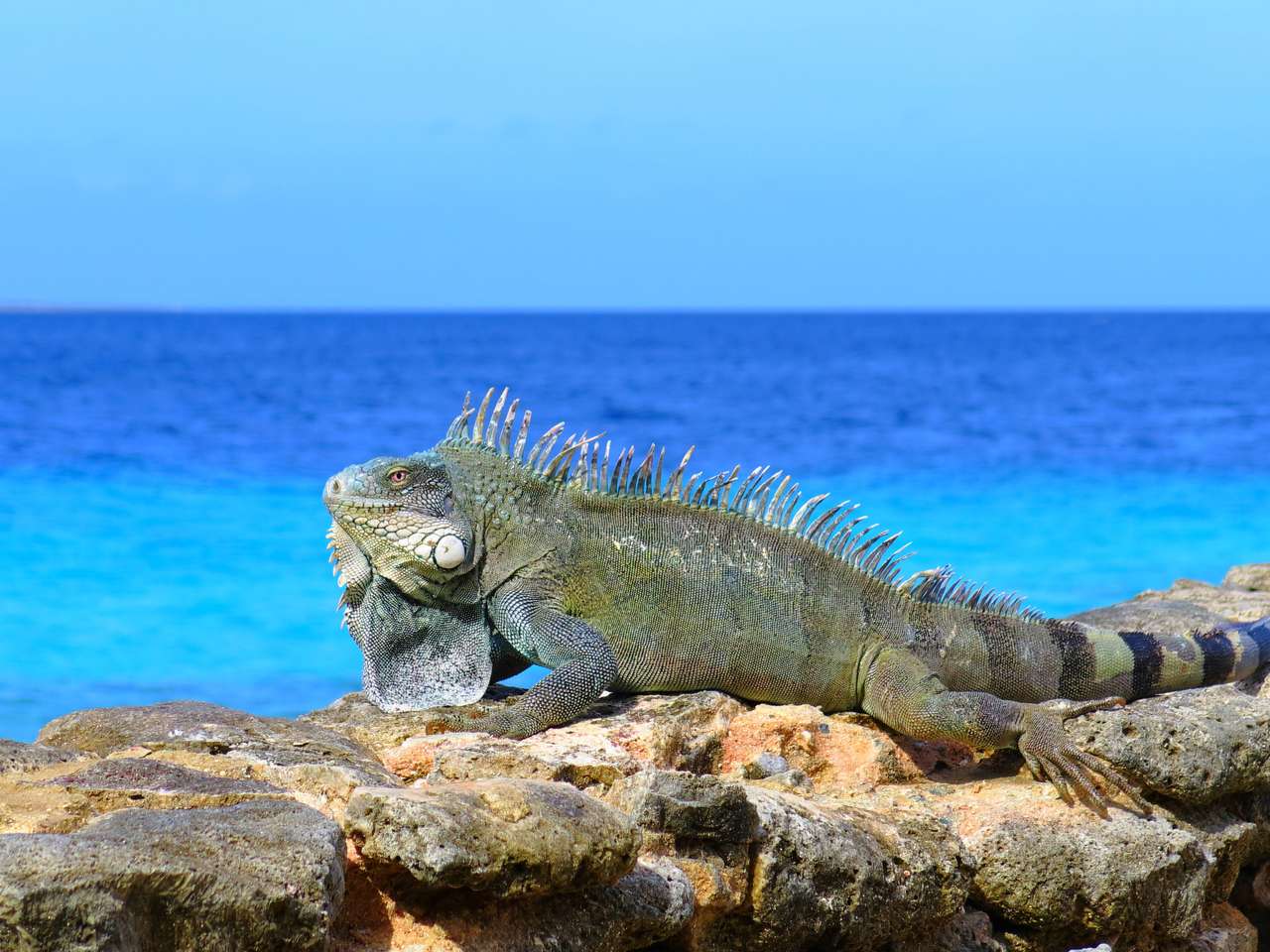 Grande lagarto de iguana cinza verde sentado nas pedras perto do mar. puzzle online
