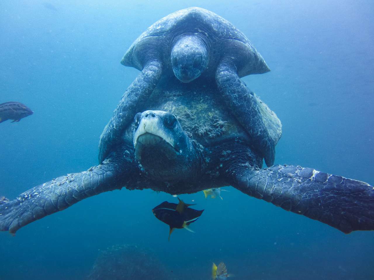 две морские черепахи спариваются под водой онлайн-пазл