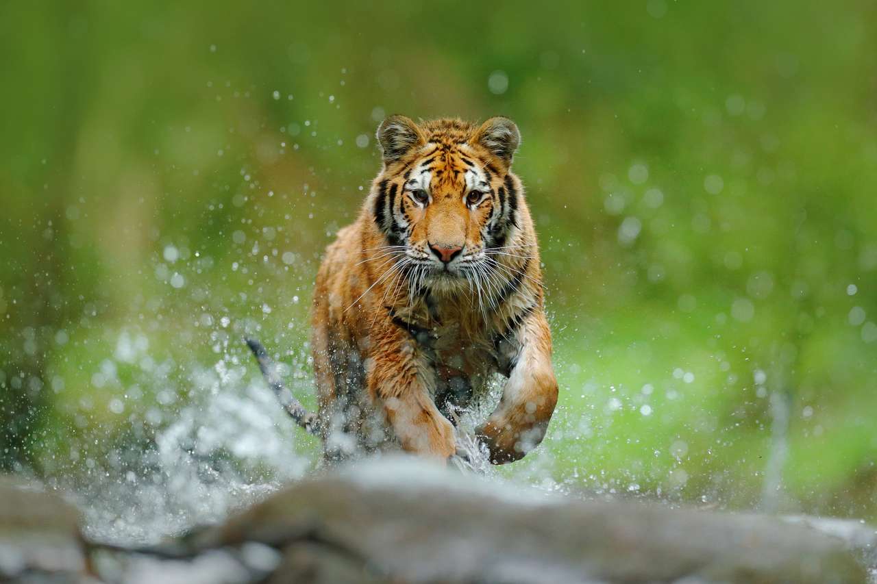 Тигр с брызгами речной воды пазл онлайн