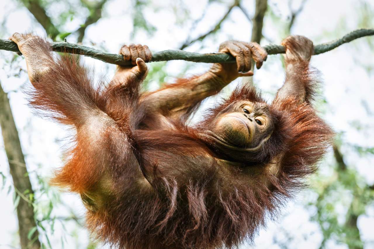 Orangutan sull'albero puzzle online