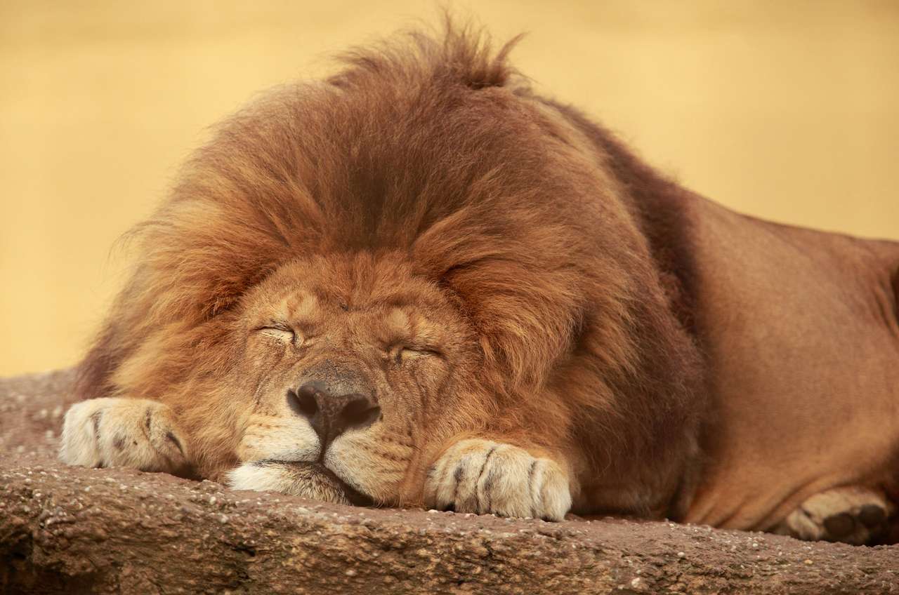 African lion sleeping on a flat stone jigsaw puzzle online
