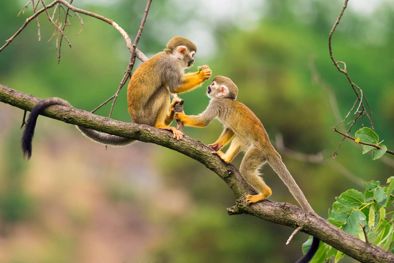Două maimuțe veveriță comune (Saimiri sciureus) jigsaw puzzle online