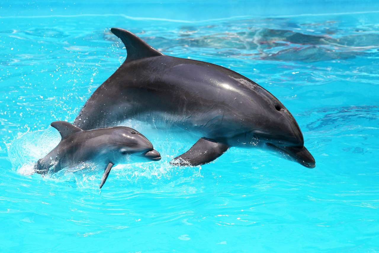 Doi delfini înoată în piscină puzzle online