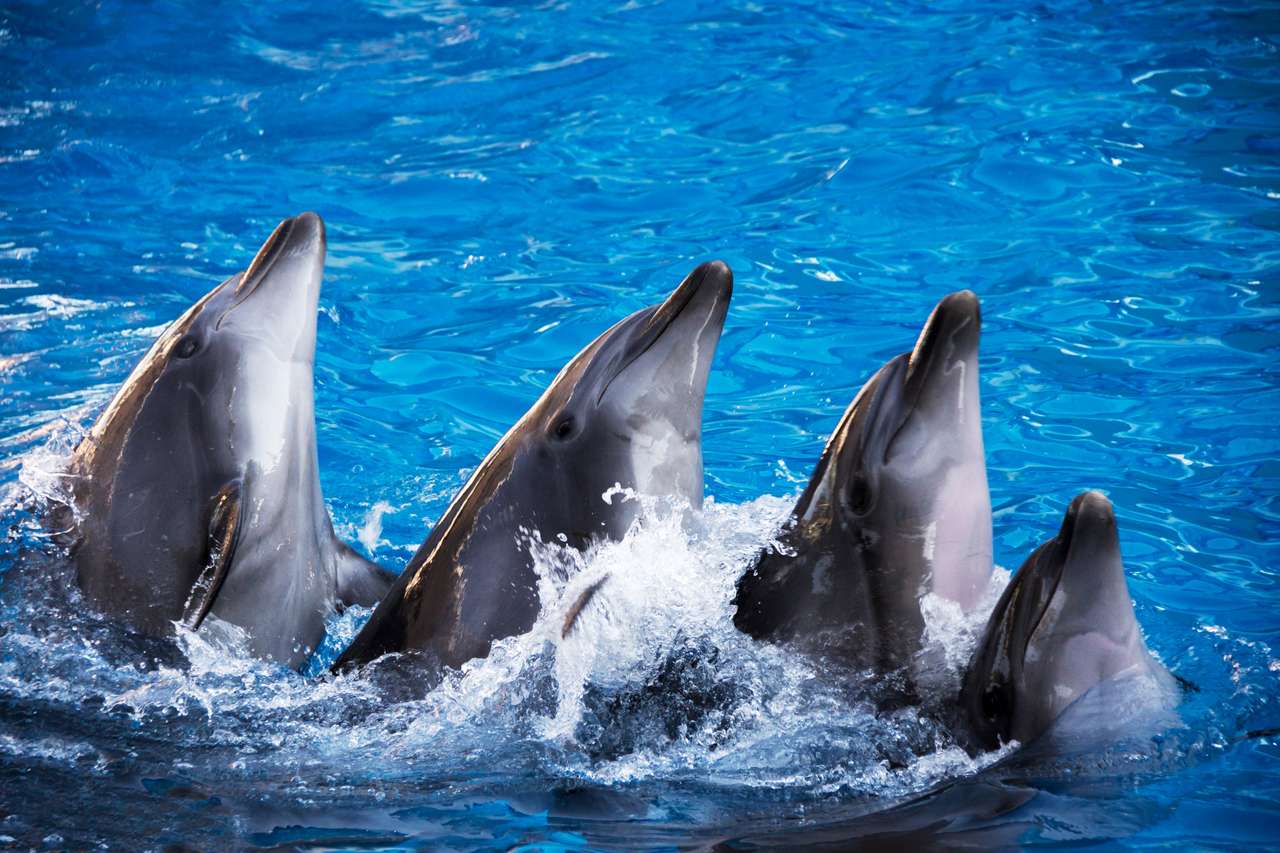 Grupo de cinco delfines en agua azul turquesa rompecabezas en línea