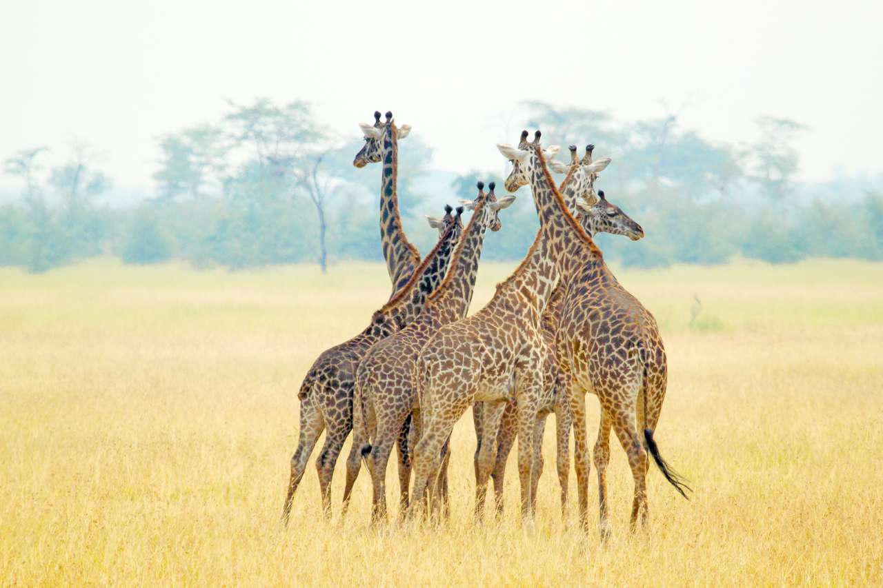 жирафы в национальном парке Серенгети, Танзания онлайн-пазл