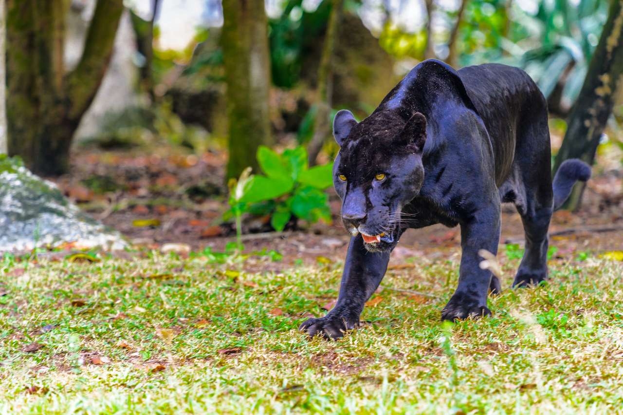 La pantera nera cammina nella giungla puzzle online