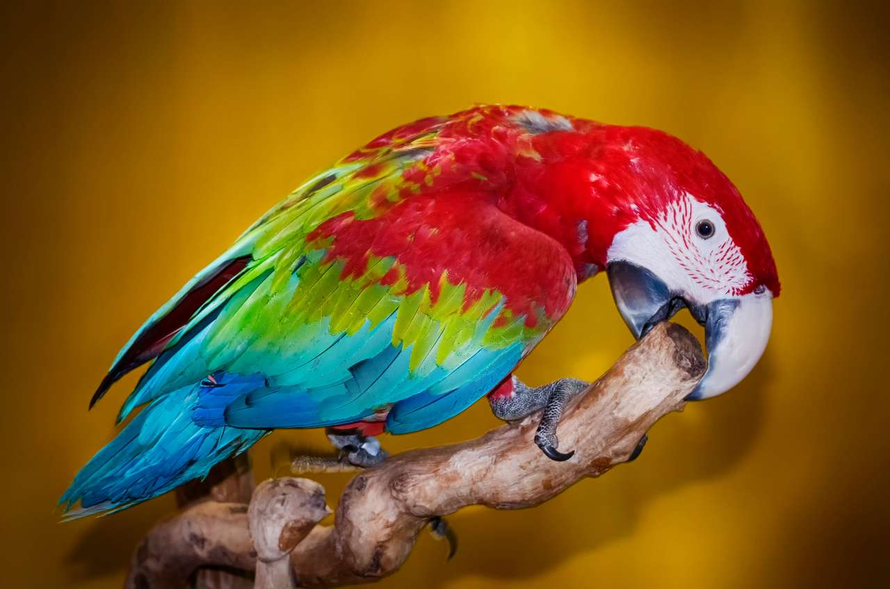 Fotografie Bright Parrot skládačky online