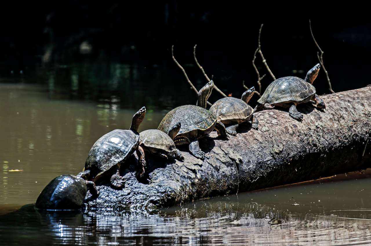 Schildkröten in einer Schlange auf einem Baumstamm im Tortuguero Nationalpark Puzzlespiel online