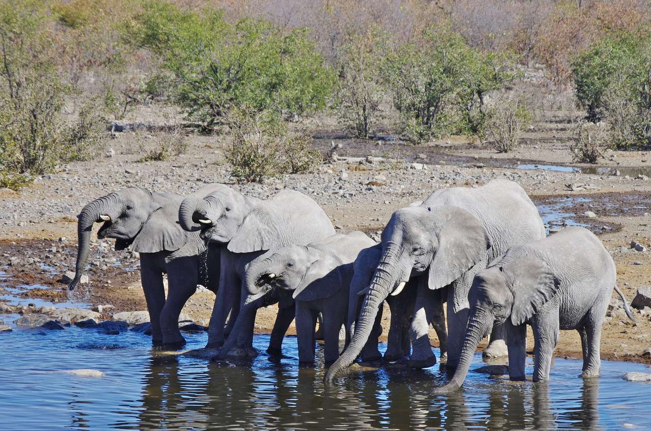 Vilda djur i Afrika i sin miljö: grupp elefanter pussel på nätet