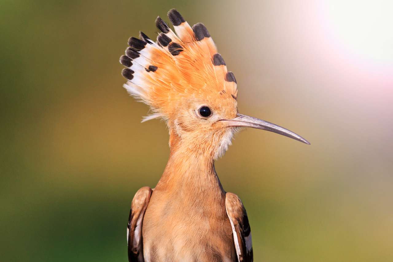sällsynt fågel med tuftad båge Pussel online