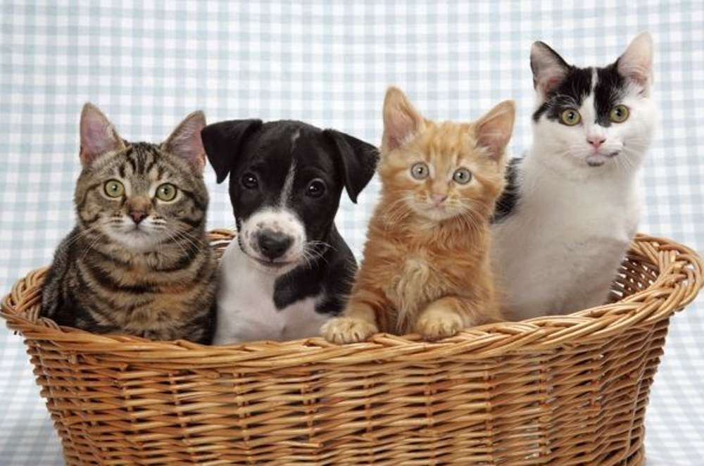 3匹の猫と1匹の子犬 オンラインパズル