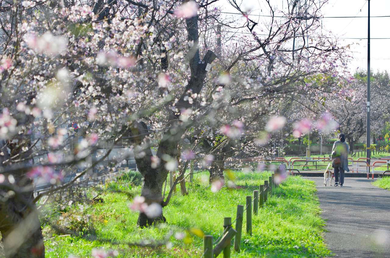 Parque de los cerezos en flor rompecabezas en línea