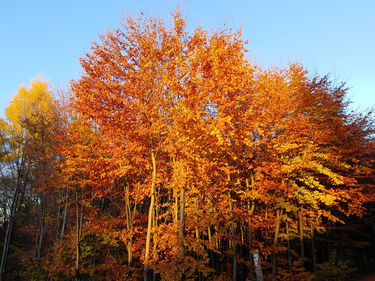 höstens träd pussel på nätet
