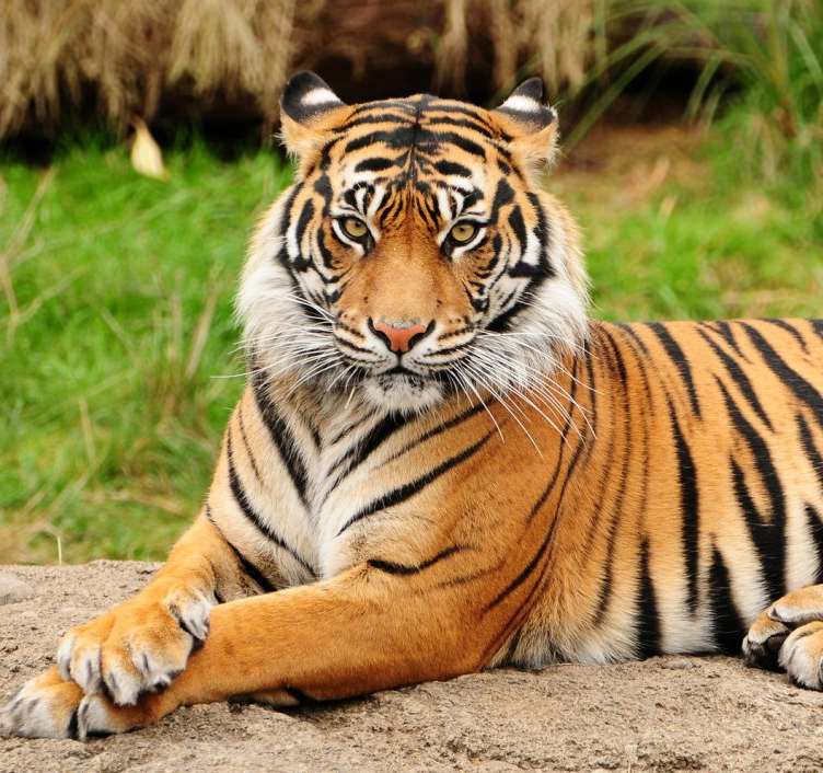тигр животное онлайн-пазл
