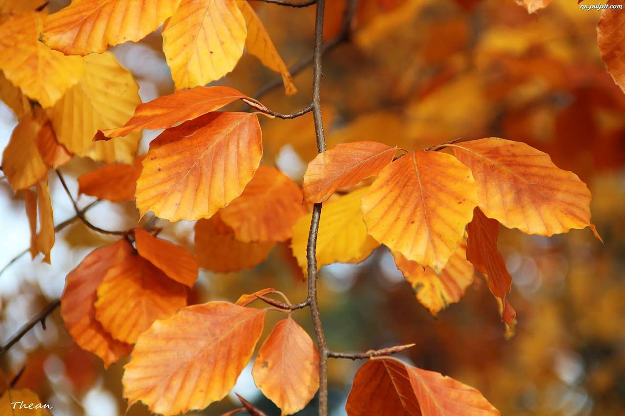 podzimní atmosféra podzimních barev skládačky online