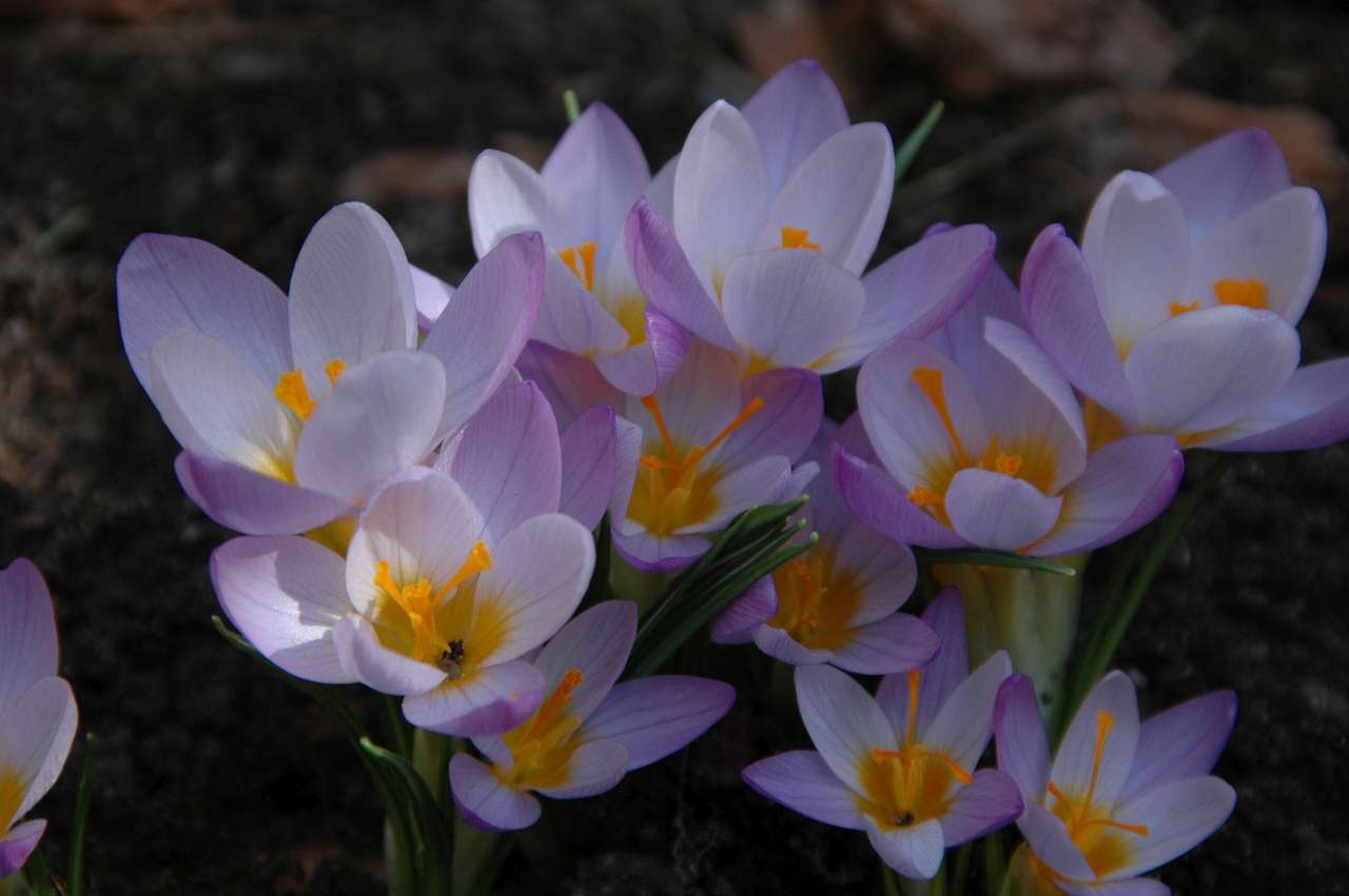 Bílé krokusy s lila žilami skládačky online