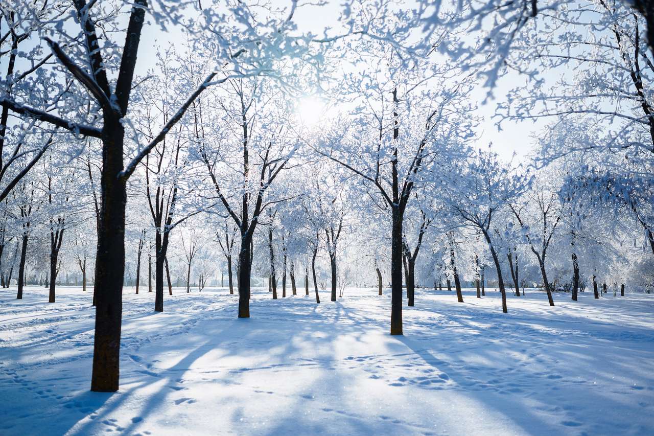 Зимние деревья, покрытые инеем Зимняя ветка онлайн-пазл