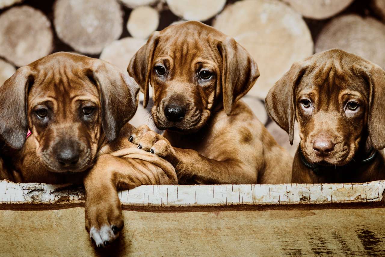 Grupo de tres perros cachorros de Rhodesian Ridgeback rompecabezas en línea
