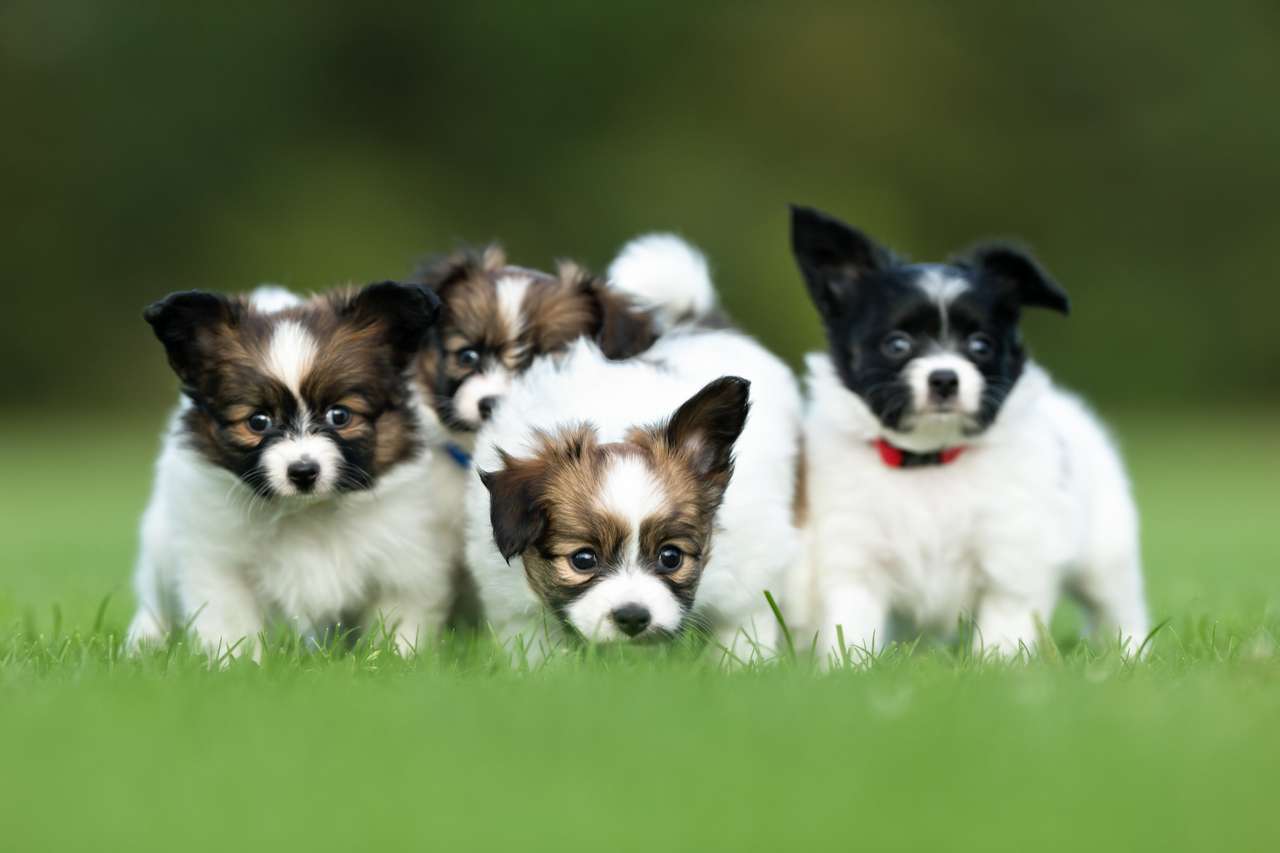 papillon continentaal speelgoed spaniel hond puppy's online puzzel