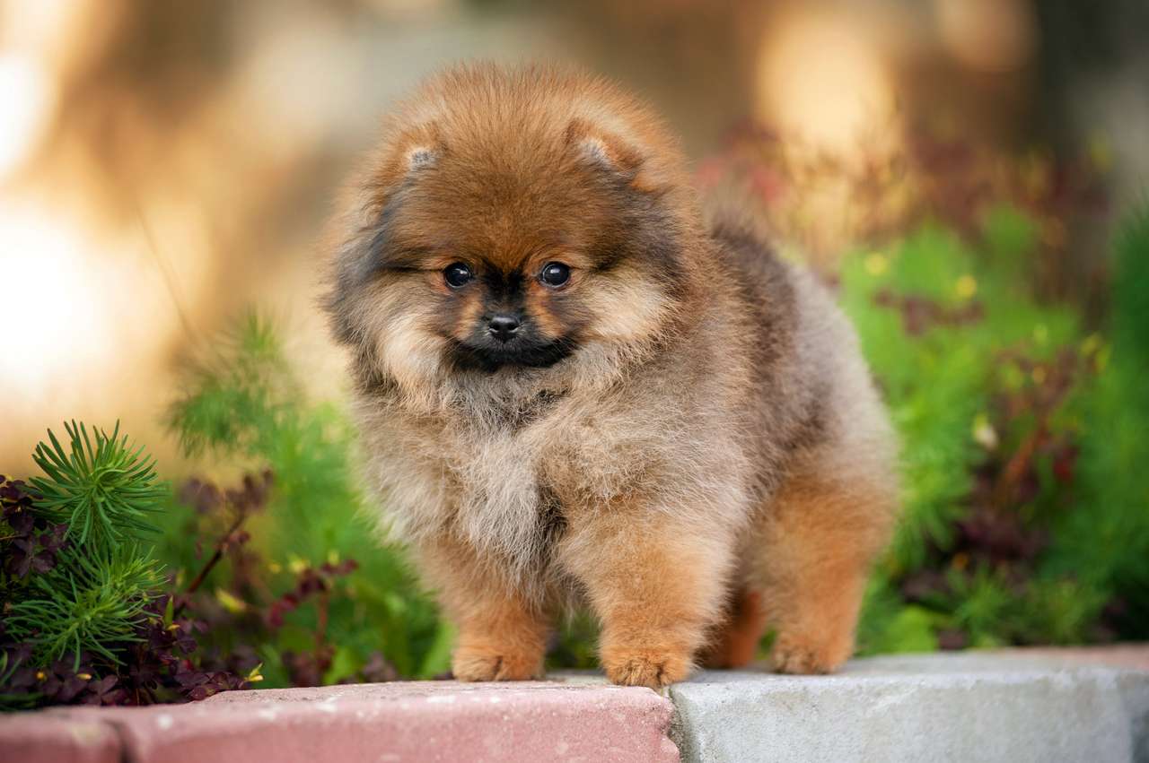 mladý pomeranský špic štěně při pohledu na fotoaparát skládačky online