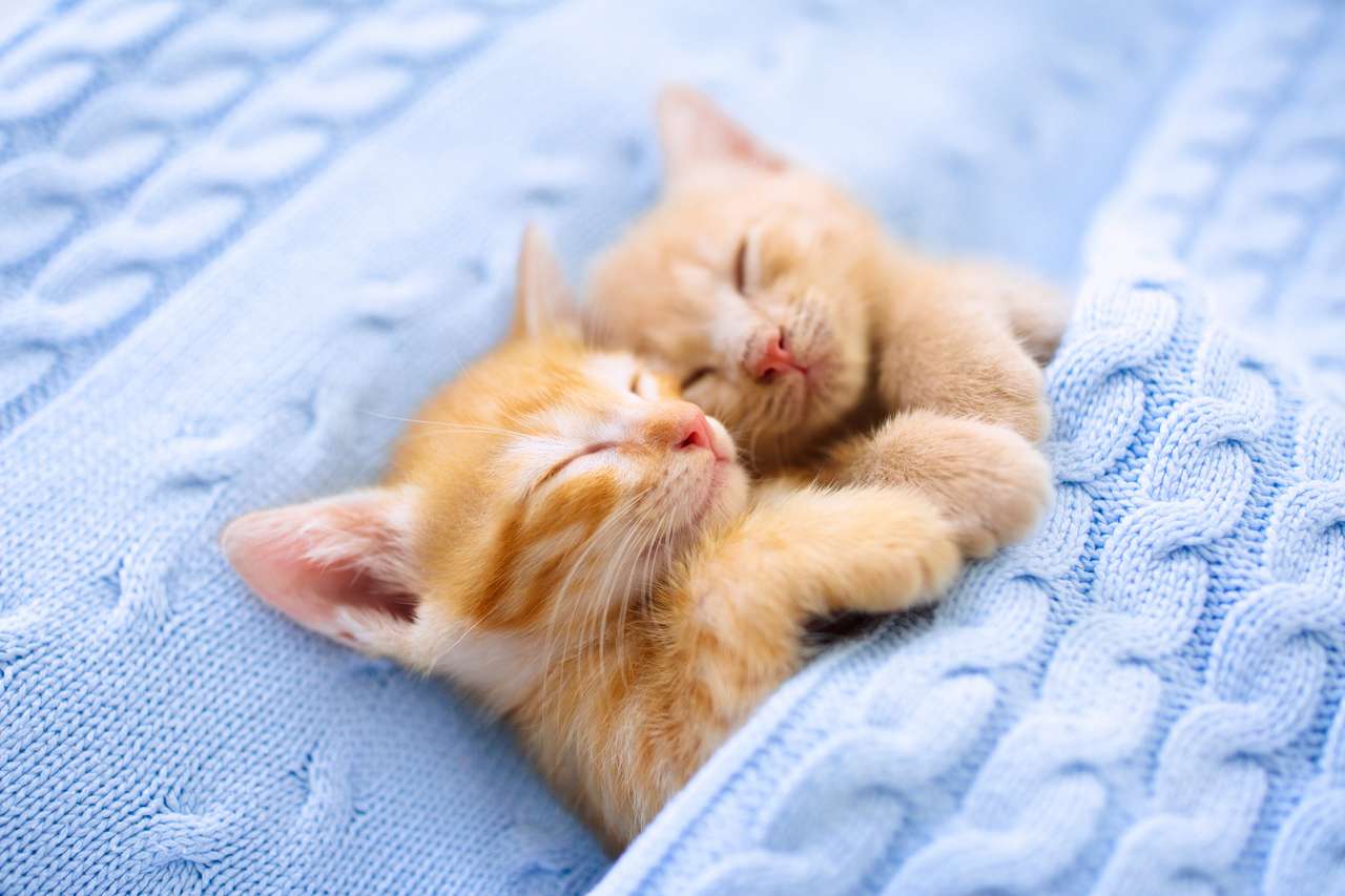slapende kittens online puzzel