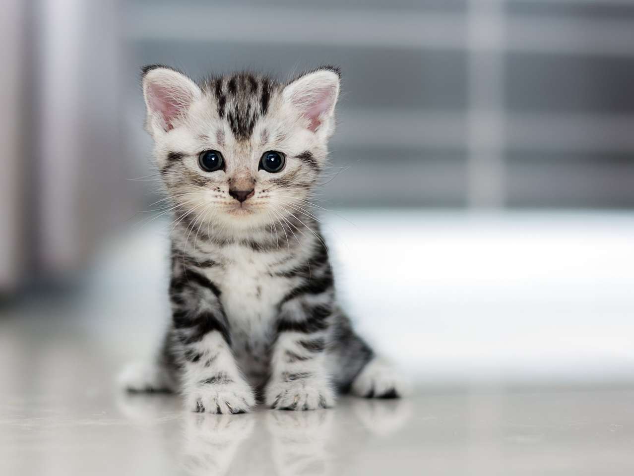 Simpatico gattino americano a pelo corto puzzle online