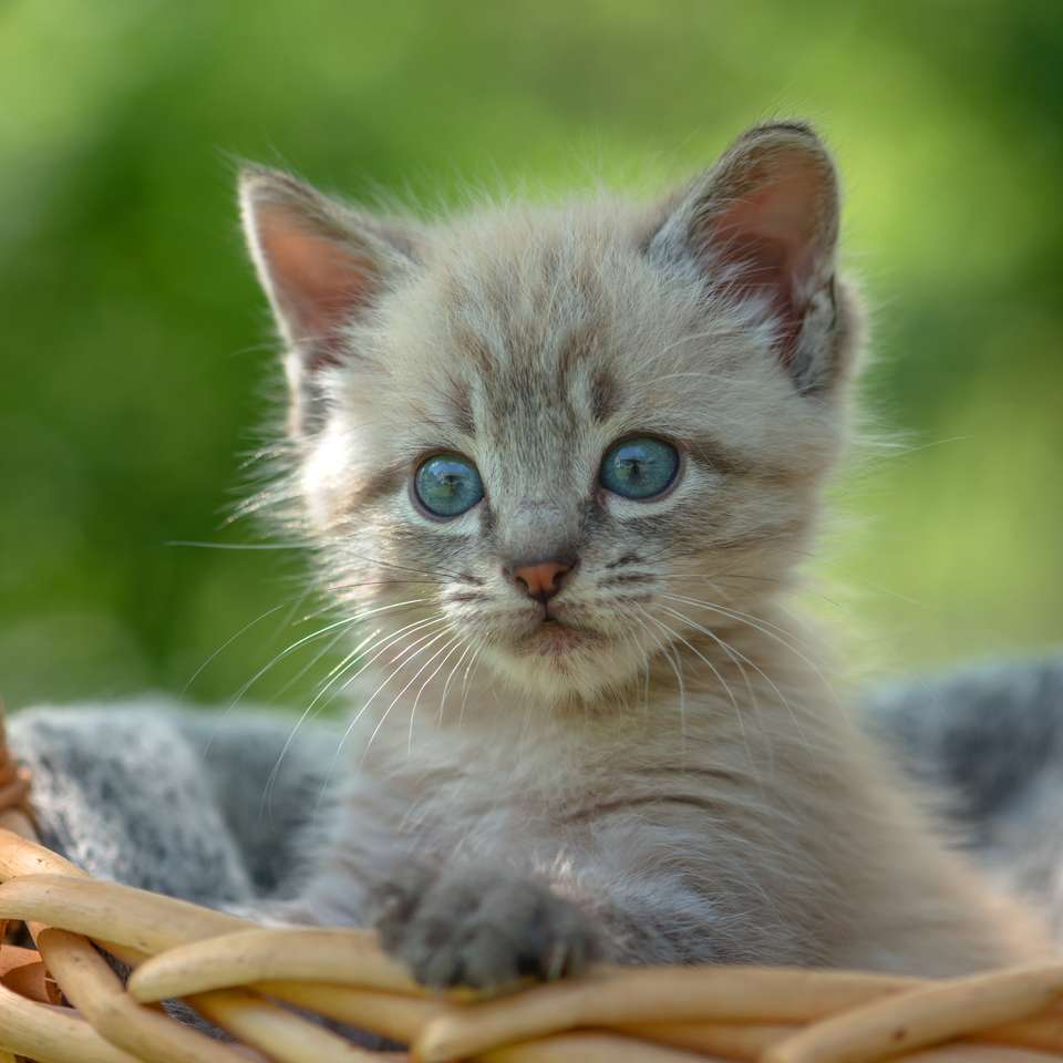 kitten op mand close-up online puzzel