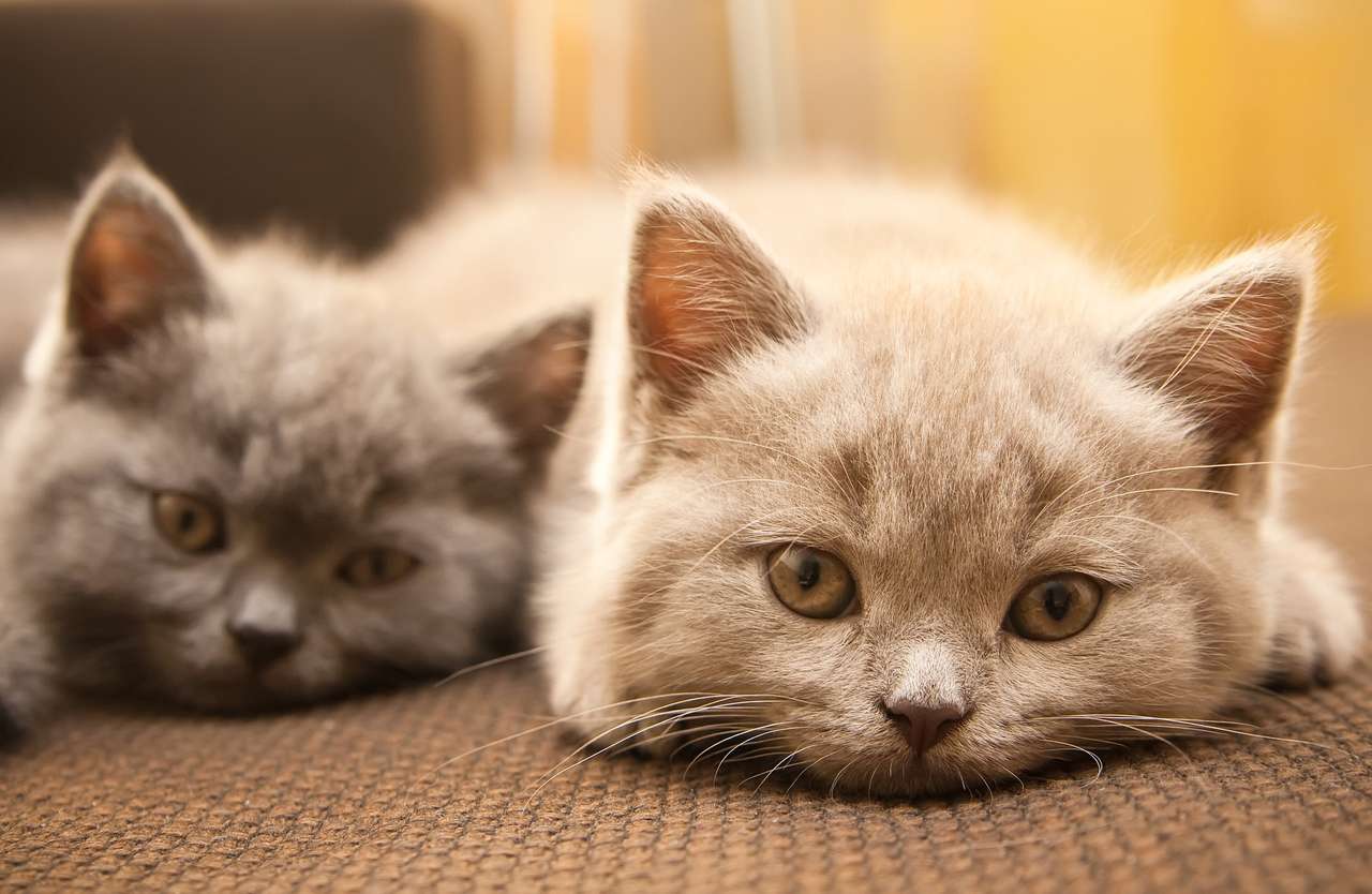 δύο βρετανικά γατάκια online παζλ