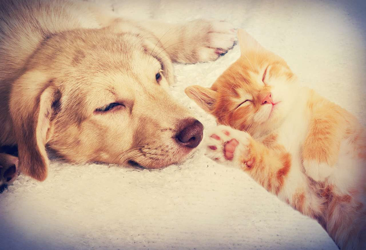 gattino e cucciolo che dormono puzzle online