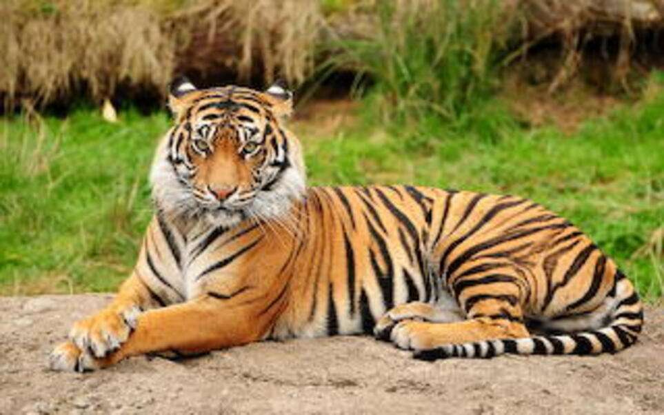 Mooie en mooie tijger online puzzel