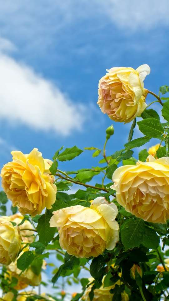 Κίτρινα τριαντάφυλλα στον θάμνο παζλ online