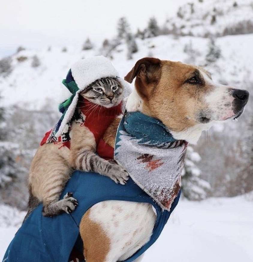 Katt och hund, vandringskamrater pussel på nätet