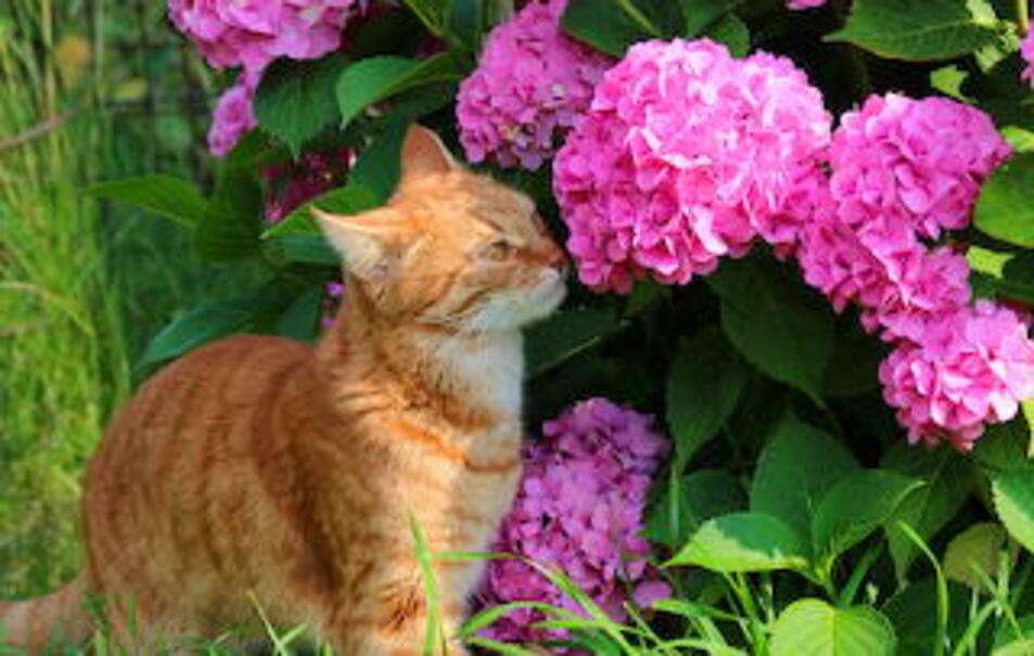 Kätzchen riecht an Blumen Puzzlespiel online